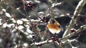 Вьюрок или юрок (Fringilla montifringilla) - Brambling