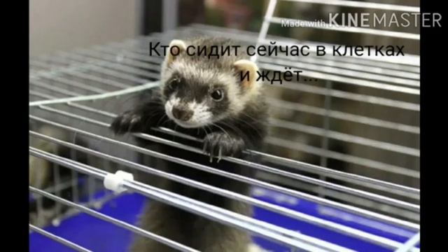 Истребление из-за шуб!! смотреть онлайн