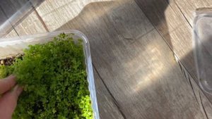 Выращивание Микрантемум Монте Карло в тепличке. Emersed Micranthemum Monte Carlo