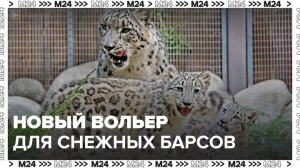 Для снежных барсов в Московском зоопарке построили новый вольер - Москва 24