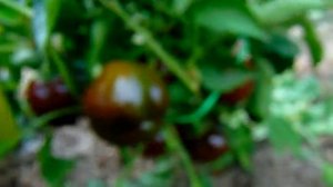 УРОЖАЙНЫЕ СОРТА ПЕРЦЫ ДЛЯ ОТКРЫТОГО ГРУНТА . ОБЗОР СОРТОВ