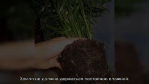 Лилии отцвели — что делать дальше: пересадка лилий. Когда и как правильно делать пересадку лилий: .