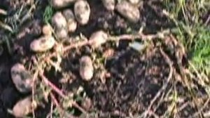 Такого вы ещё не видели. Урожай картофеля.