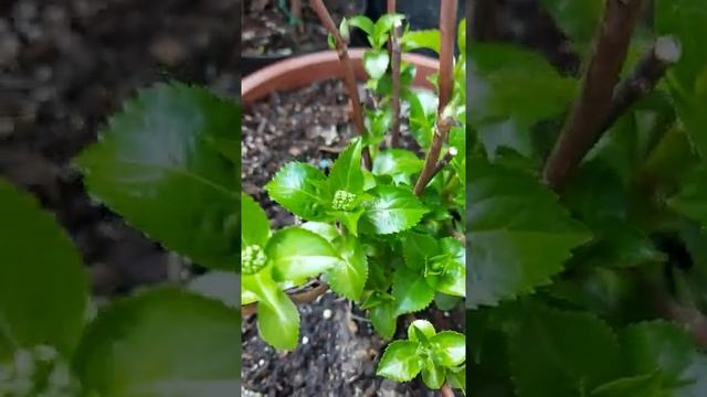 Ампельная гортензия "Сбежавшая невеста, Белоснежка" 30.04.2021 смотреть онлайн