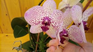 Орхидея Клеопатра ПРЕВОСХОДНОЕ ЦВЕТЕНИЕ