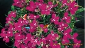 Лобелия прямостоячая Роуз ? прямостоячая лобелия Роуз обзор: как сажать, семена лобелии Роуз