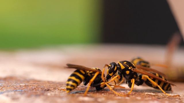 Beautiful Flora And Fauna 4K | Красивые флора и фауна 4K