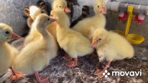 Убрать шпагат Гусенку- Элементарно/ Пластиковые стяжки мгновенно работают/ Берите на заметку