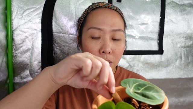 ANTHURIUM SEEDLINGS | Living in Lava Rock, Pumice, and Orchid Bark смотреть онлайн