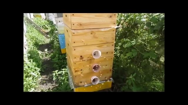 особенности объединения пчел на главный взяток и возможные ошибки и потеря товарного меда смотреть онлайн