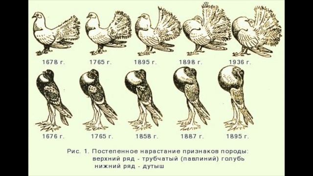 Селекция