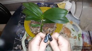 Орхидея Сказка ПРЕСАЖЕНА/Мамка с деткой в новый уютный дом