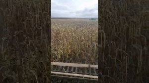 уборка подсолнечника)) Дон 1500б