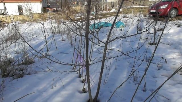 Черешня - на что прививать. Разновидности подвоев для черешни: лесная черешня, вишня антипка и ВСЛ-