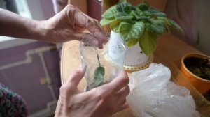 Как спасти детку орхидеи на погибающем цветоносе. Я сделала это!!!