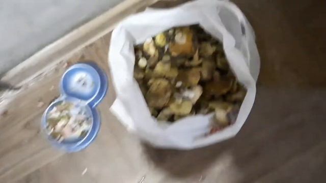 И грибалка и рыбалка. Повезло сегодня и там и там. смотреть онлайн