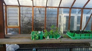 В теплице подстригаю лук Эксибишен, сажаю картошку для раннего урожая и сделали полки для рассады