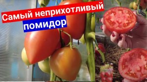 Этот томат вырастет в любое лето - самый неприхотливый! Моя любовь - томат Мон-Амур F1