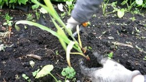 КУКУРУЗА все секреты выращивания! / Как выращивать кукурузу