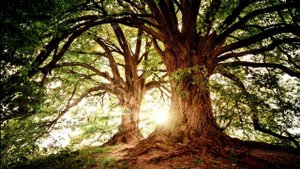 РАССЛАБЛЯЮЩАЯ МУЗЫКА ДЛЯ СНА! 5 минут и Вы Погрузитесь в Глубокий Сон!