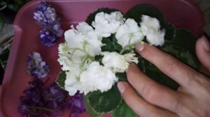 Фиалки! Все о цветении фиалок.