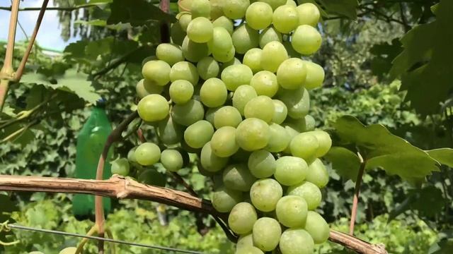 Виноград Супер Экстра рулит! Через неделю будем пробовать!