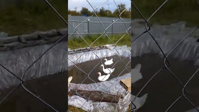 #гуси#пруд#утки#лето#своимируками Пруд для гусей своими руками смотреть онлайн