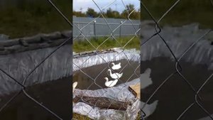 #гуси#пруд#утки#лето#своимируками Пруд для гусей своими руками