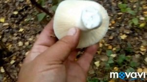 На разведку в лес/Сырые грузди/Настоящий груздь