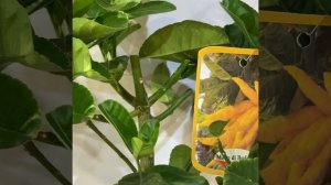 Цитрон " Рука Будды"/Citrus Mano di Buddha
