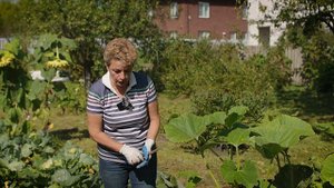 Кормим тыквы полезным удобрением. Отличный результат гарантирован.