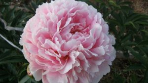 Pion