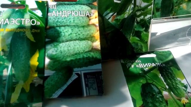 Мязиной Любовь Анатольевна сорта огурцы,помидоры,перцы,подходят на шему климату России смотреть онлайн