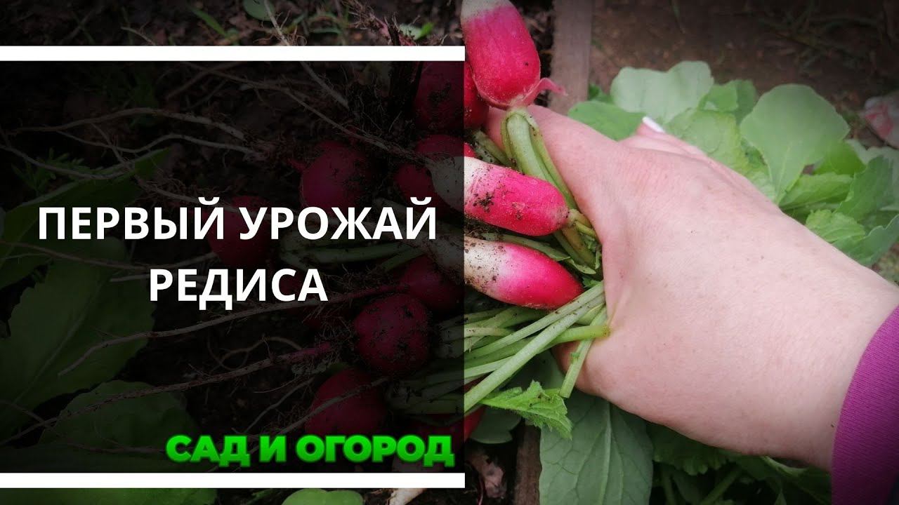 Прореживание редиски. Собираю первый урожай