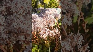 Седум Альбум (sedum album). Цветение на клумбе