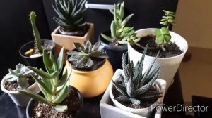 My succulent collection.. #haworthia #echeveria #goldenmosssedum