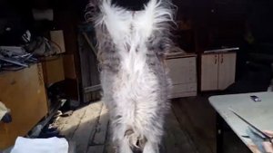 Я люблю мясо