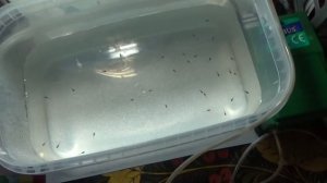 ПОКАЗАЛ ВСЮ РАЗВОДНЮ И ПРИВЁЗ РЫБОК ГУППИ ИЗ 100 ЛИТРОВОГО АКВАРИУМА 33#