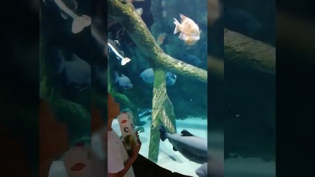 минск зоопарк Надя данисевич смотреть онлайн