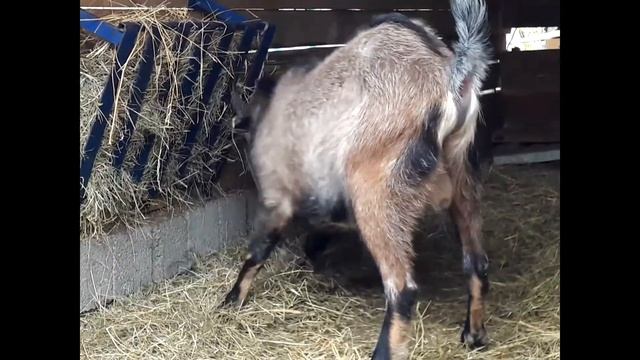 Не козёл,а энерджайзер смотреть онлайн