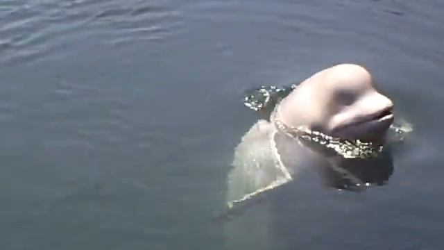 Разговор с дельфинами смотреть онлайн