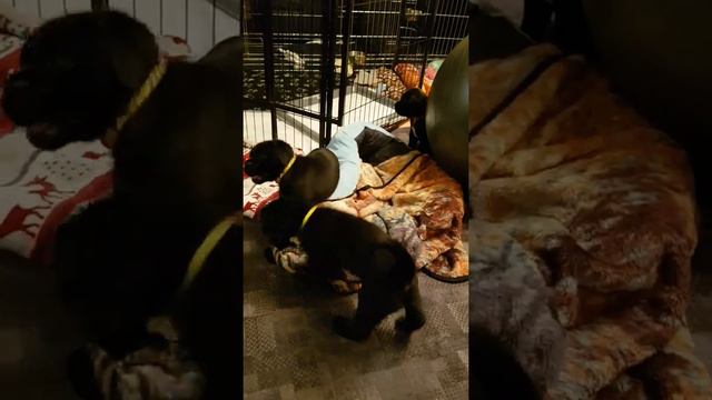 Щенки Кане Корсо месяц и 4 дня смотреть онлайн