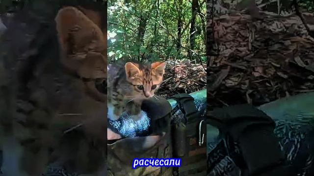 Боевой товарищ Барсик