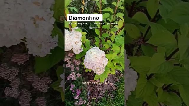 Диамантино - открытие года, ранее цветение, большие шапки крепких стволах. #питомникгортензий #сад