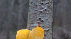 Tremella mesenterica  - The Yellow Brain Fungus    4 k