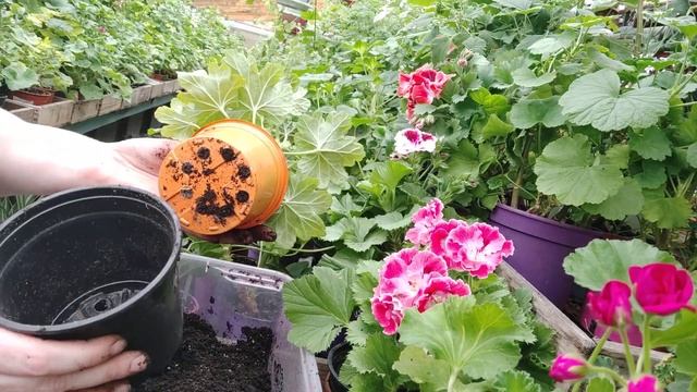 Пересадка взрослых растений. март 2021г. смотреть онлайн