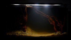 Аквариум для ленивых и отзыв о внешнем фильтре Fluval FX4 после запуска