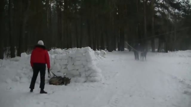 Алабай VS Волк ( крутой тест) Hd_Mp4 смотреть онлайн