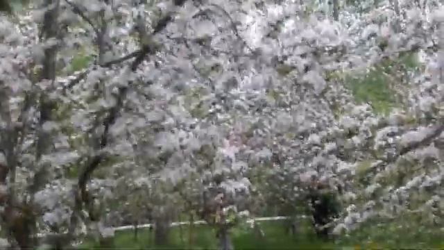 Цветущий сад в Палкино яблони в цвету кругом