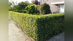 Живая изгородь из кизильника блестящего.Дизайн сада.